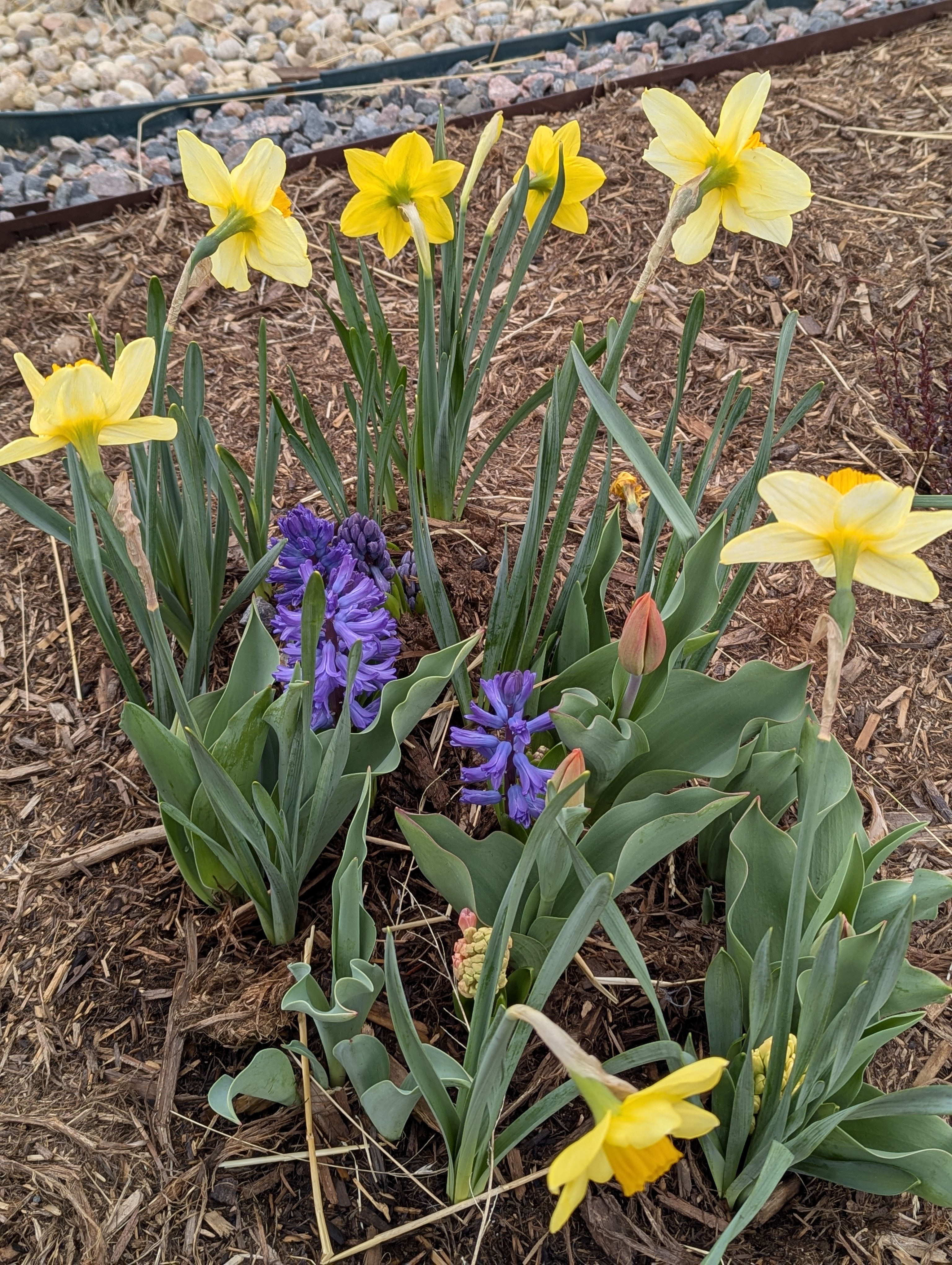 Hyacinth, Daffodils, Morrison, Colorado